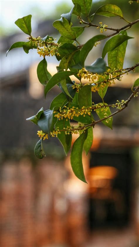 两广桂花树|金秋赏桂出游指南：唤醒秋天的记忆，只需一缕桂花香